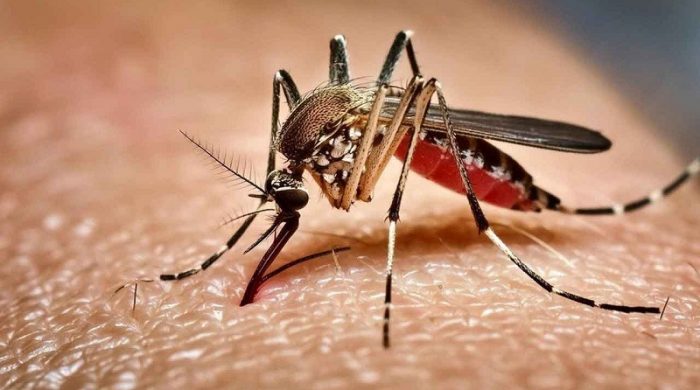 ডেঙ্গু আক্রান্ত হয়ে হাসপাতালে ভর্তি ৩৪৩